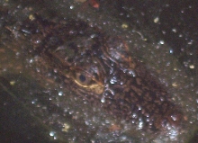 Young Alligator