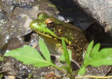 Green Frog 1