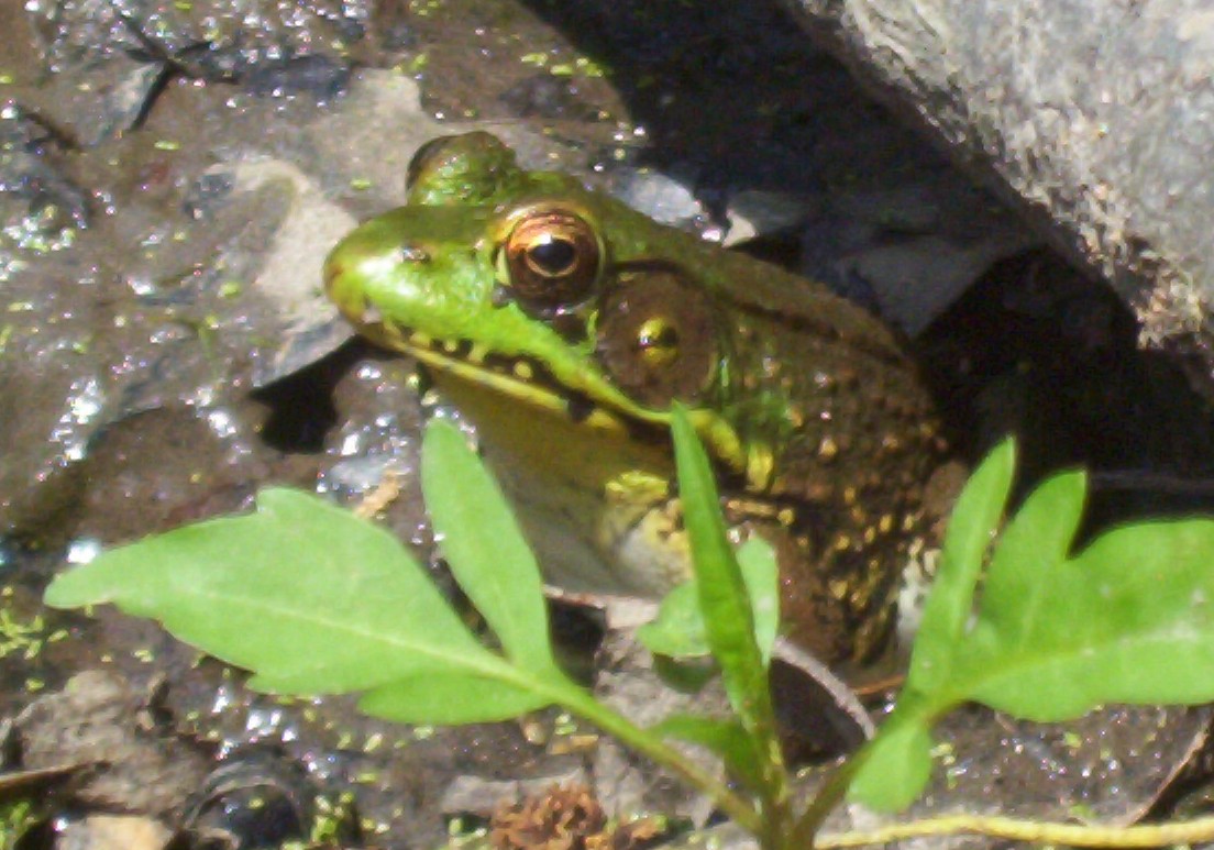 Green Frog 1
