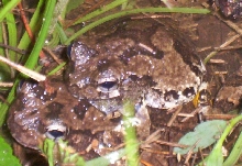 Northern Gray Treefrogs in Amplexus