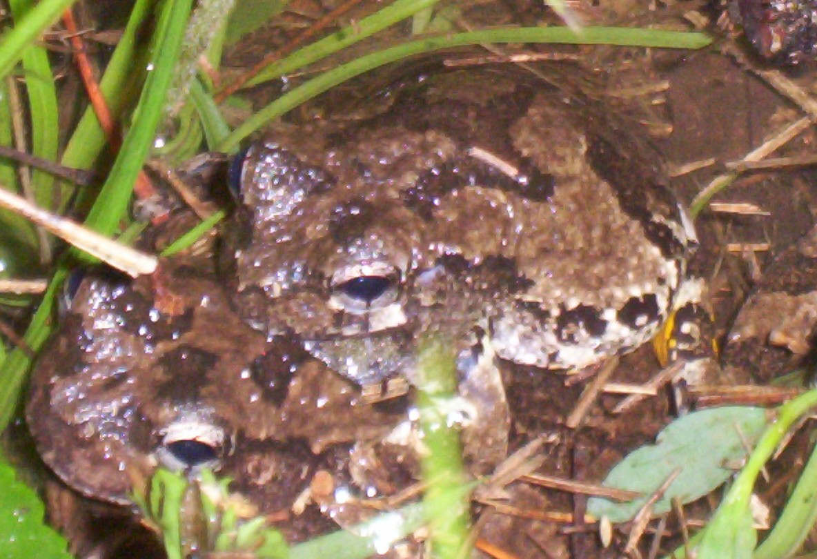 Northern Gray Treefrogs in Amplexus