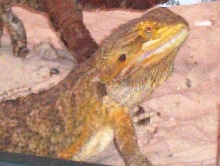 IRWIN!