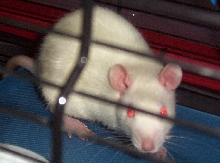 Isis the Rat