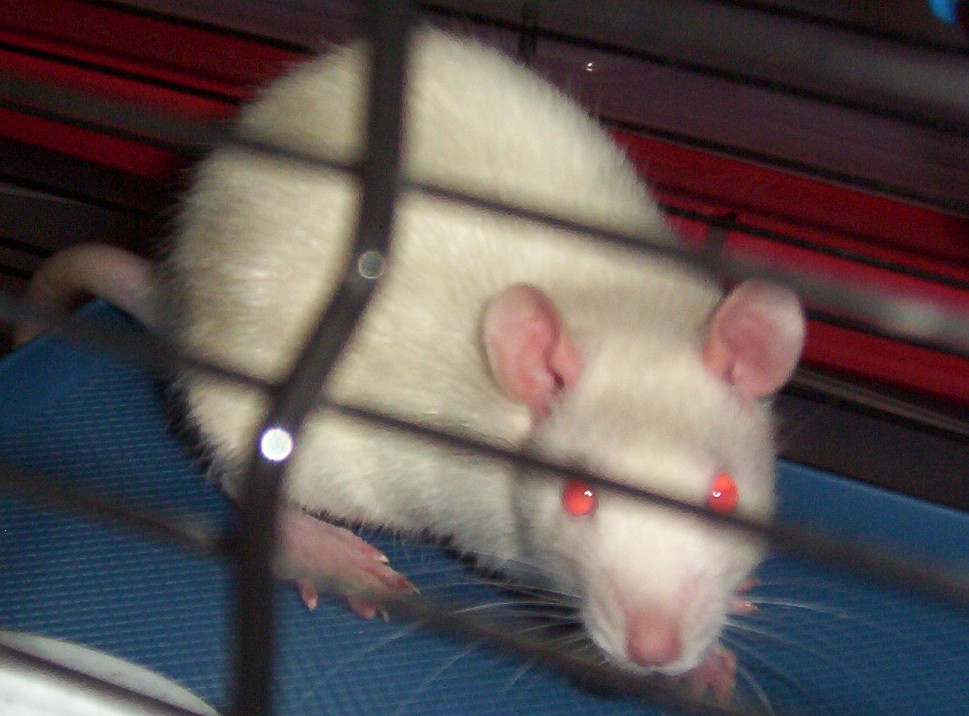 Isis the Rat