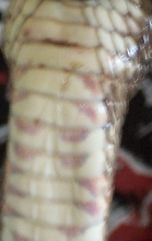 Neck Of Northern Water Snake