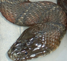 Another Northern Water Snake