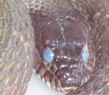 Northern Water Snake Head Shot