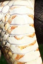 Another Northern Water Snake Neck