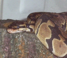 Sultan, my ball python