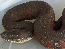 Another Northern Water Snake(Much better pic so you can see how nice lookin