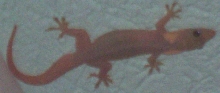 Unknown Gecko