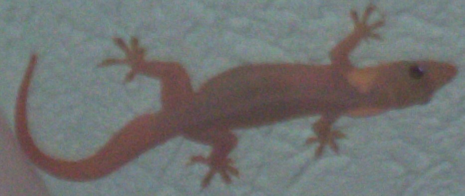 Unknown Gecko