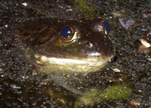 Male Bullfrog