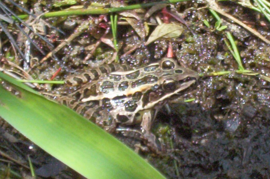 Pickerel Frog