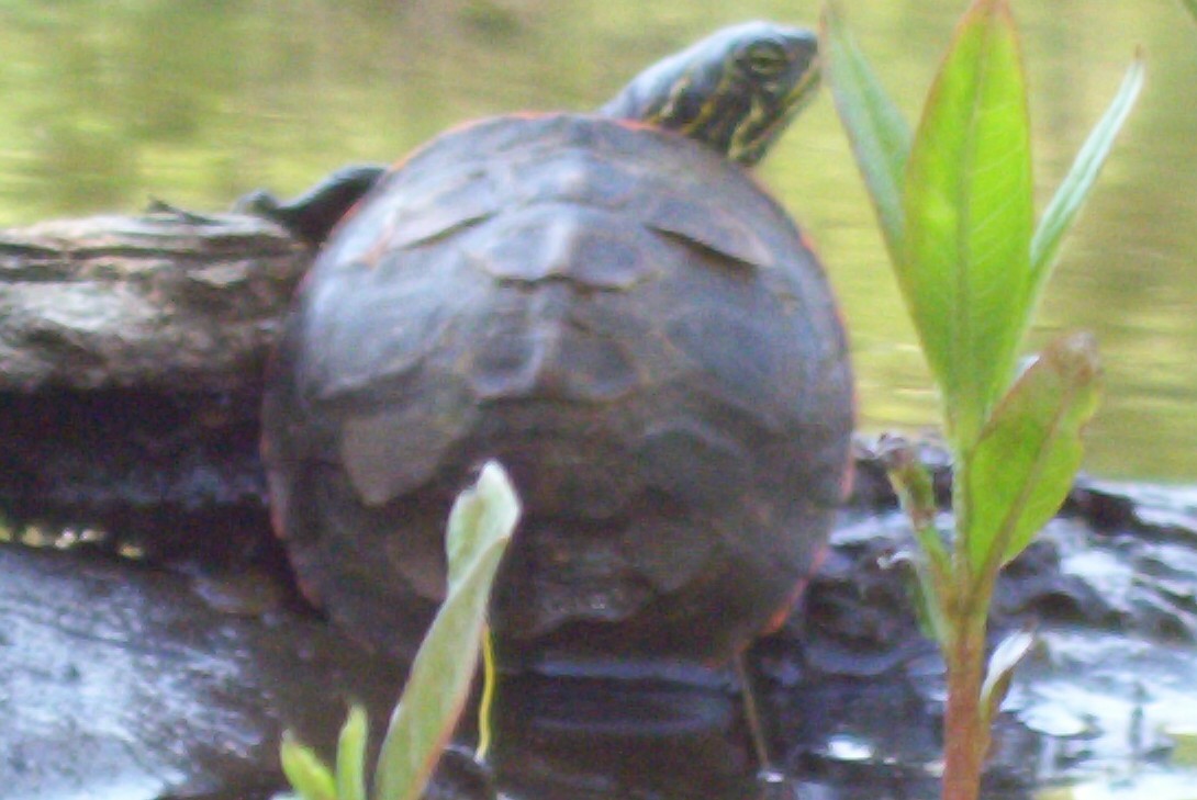 Hatchling Redbelly Turtle