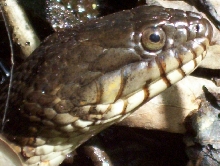Northern Water Snake