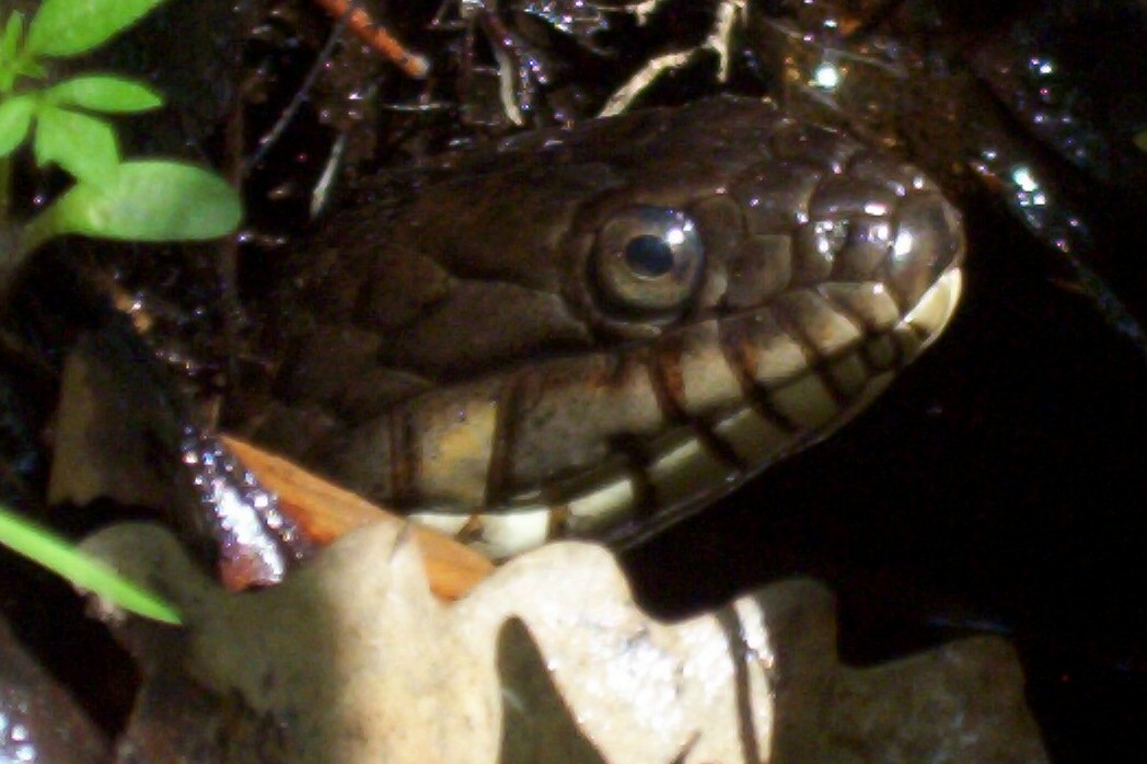 Northern Water Snake 2