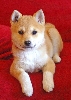I am the queen of the sofa (beltane on her first day at home)