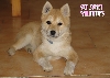 Valentine's shiba