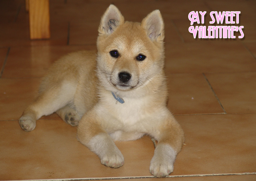 Valentine's shiba
