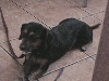 Milly