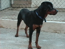 Draco