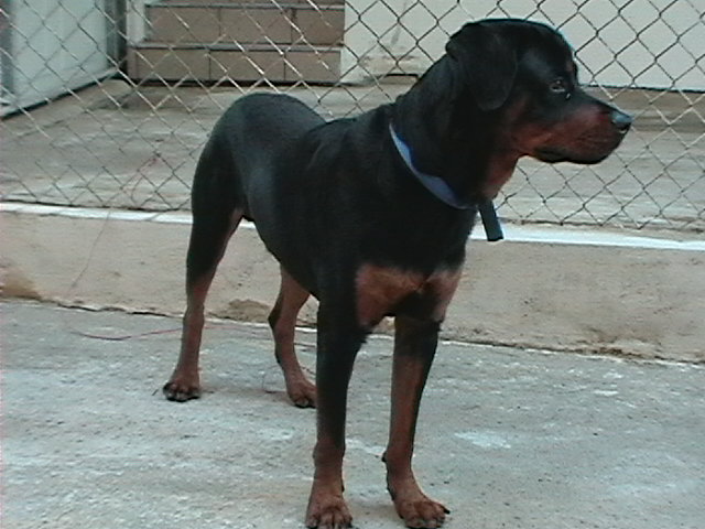 Draco