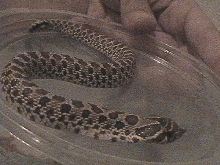 Western Hog Nose