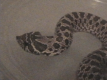 Western Hog Nose