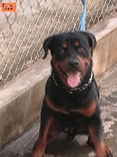 Draco
