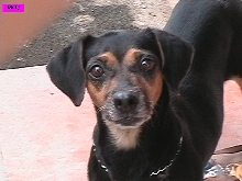 Milly