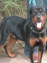 Draco