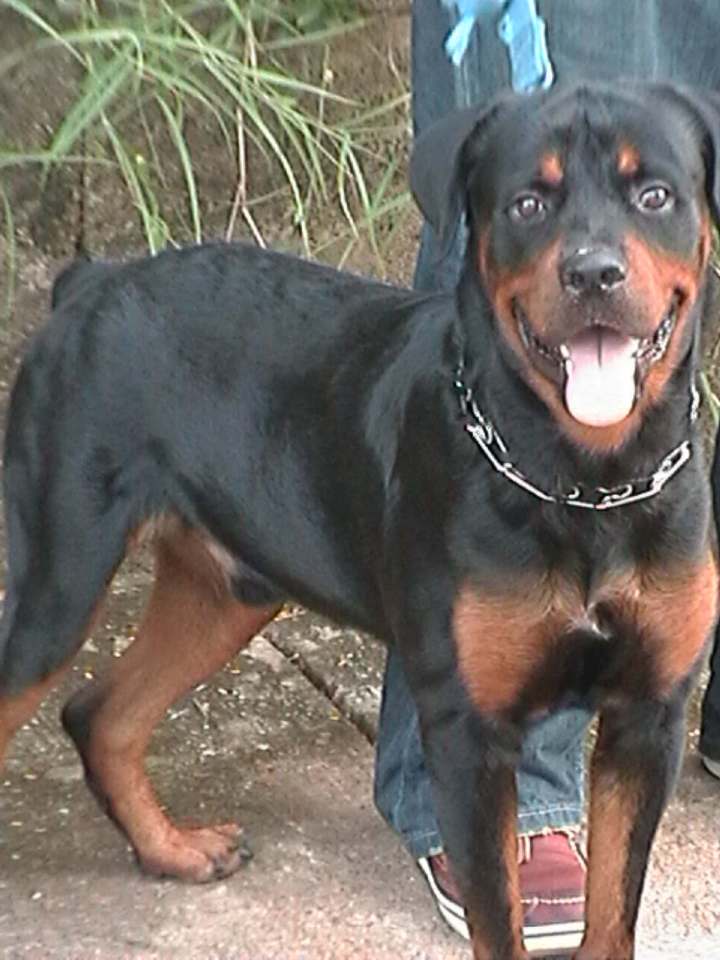 Draco