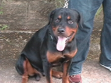 Draco