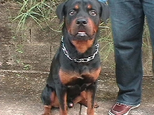 Draco
