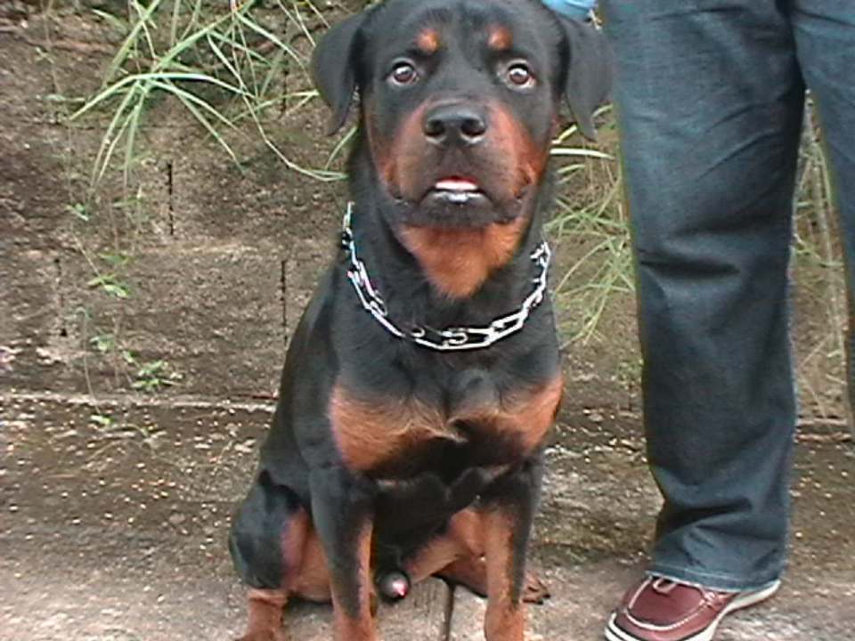 Draco