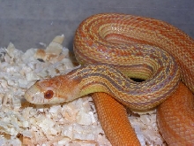 Striped Klumper SD Gopher