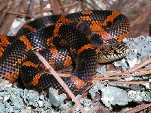 goini neonate 07 keeper