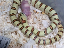 08 neonate thayeri