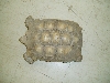 male spur 1