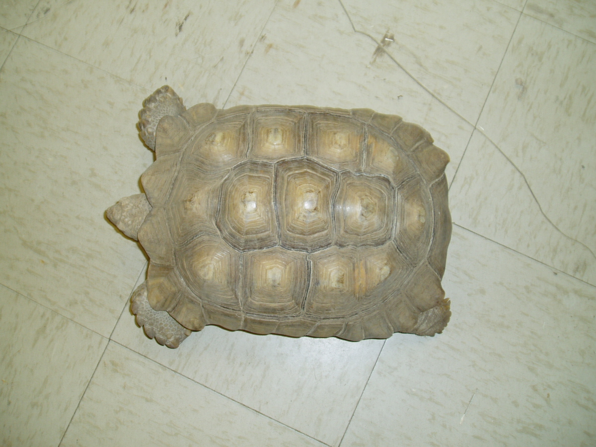 male spur 1