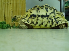 leopard