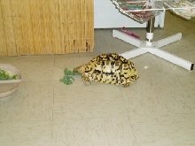 leopard tortoise