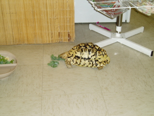 leopard tortoise