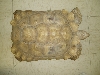 male spur 2