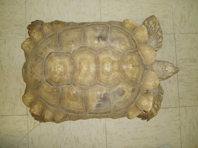male spur 2