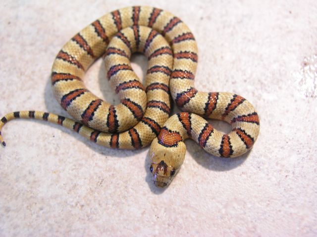 furture breeder