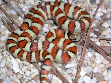 08 male thayeri