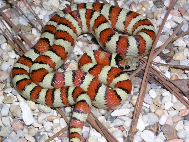 08 male thayeri
