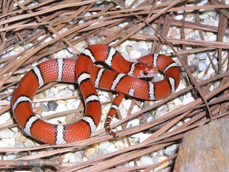 08 L.t. temporalis keeper
